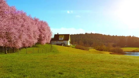 Pink Cherry Blossoms Trees at Sunset, Lush Green Farm Lawn Landscape in Spring Stock Footage 84692076
