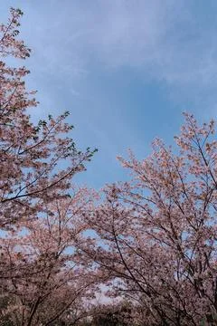 Pink cherry blossoms under blue spring sky Stock Photos