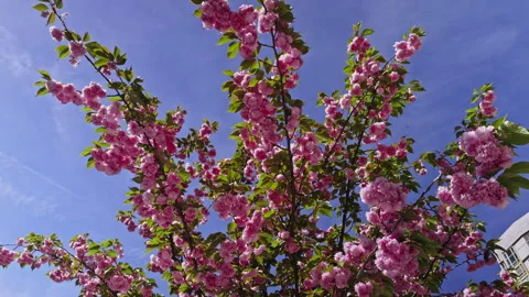 Pink Cherry Blossoms Under Bright Blue Sky Stock Footage 276836054