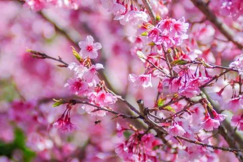 Pink Cherry Blosssom in spring Stock Photos