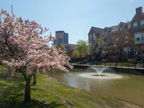 Pink Cherry blossum trees in front of a fountain and townhomes in downtown .. Stock Photos