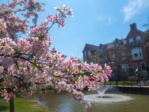 Pink Cherry blossum trees in front of a fountain and townhomes in downtown .. Stock Photos