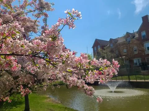 Pink Cherry blossum trees in front of a fountain and townhomes in downtown .. Stock Photos
