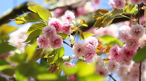 Pink Cherry Booming Stock Footage 62205991