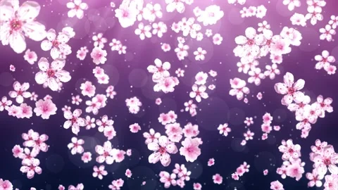 Pink Cherry Flowers Background Vidéo 204142919