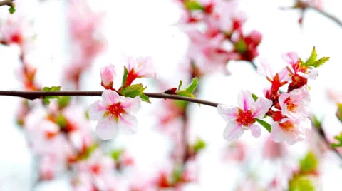 Pink cherry flowers blooming in springtime Stock Footage 22826663