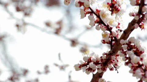Pink cherry flowers blooming in springtime Stock Footage 23774290