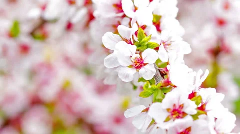Pink cherry flowers blooming in springtime. 4K. FULL HD, 4096x2304 Stock Footage 36069183