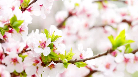 Pink cherry flowers blooming in springtime. 4K. FULL HD, 4096x2304 Stock Footage 36079619