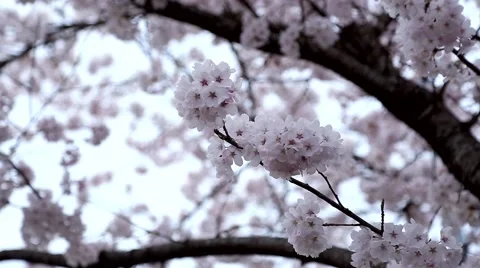 Pink cherry flowers blooming in springtime swing in the wind. Stock Footage 52978493