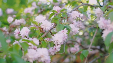 Pink cherry flowers blooming in springtime swining in the wind. Japanese sakura Video stock 64487126