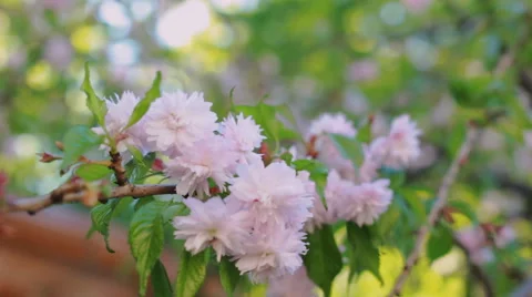 Pink cherry flowers blooming in springtime swining in the wind. Japanese sakura Stock Footage 64487772