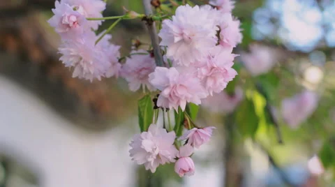 Pink cherry flowers blooming in springtime swining in the wind. Japanese sakura Vidéo 64487920