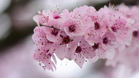 Pink cherry flowers blooming in springtime. Stock Footage 72901216