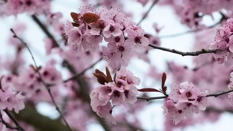 Pink cherry flowers blooming in springtime. Stock Footage 72902014
