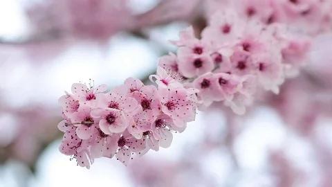 Pink cherry flowers blooming in springtime. Stock Footage 72902959