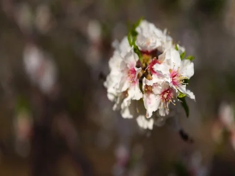 Pink cherry flowers blooming in springtime swining in the wind Stock Footage 80059356