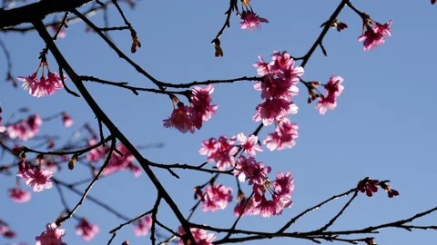 Pink cherry flowers on branches tree in the soft light of sun with blue sky Stock Footage 148364164
