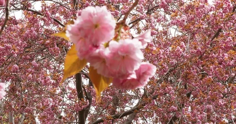 Pink cherry flowers in the breeze Stock Footage 128968678