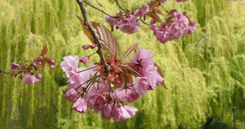 Pink cherry flowers in the breeze Stock Footage 128968894