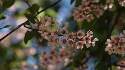 Pink Cherry flowers Stock Footage 127525572