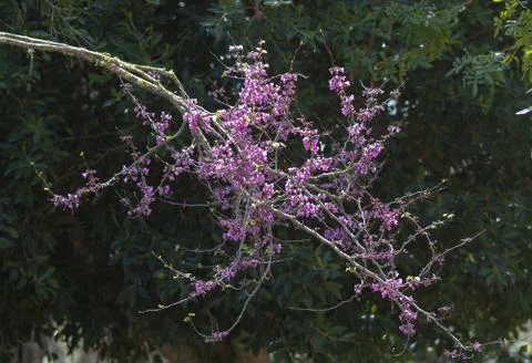 Pink cherry flowers on tree in spring Stock Photos