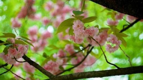 Pink cherry flowers on a tree in spring Stock Photos