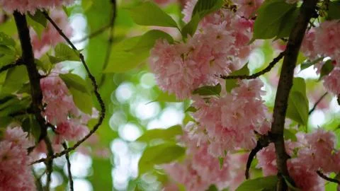 Pink cherry flowers on a tree in spring Stock Photos