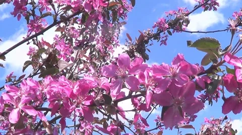 Pink cherry 스톡 동영상 60223279