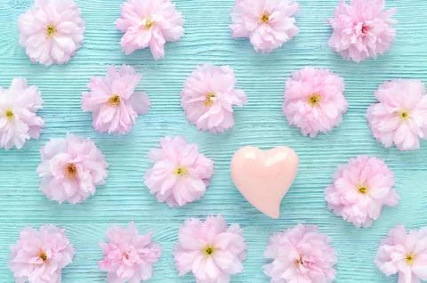 Pink cherry fresh flowers pattern with a heart on blue wooden background flat Stock Photos