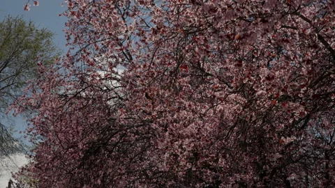Pink cherry plum tree blooming in spring Stock Footage 335273970