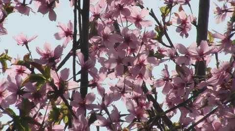 Pink cherry sakura blossoms Stock Footage 25508680