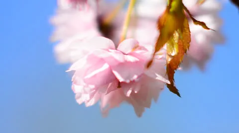 Pink cherry spring blossoms Stock Footage 22986401