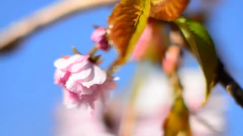 Pink cherry spring blossoms Video stock 22986568