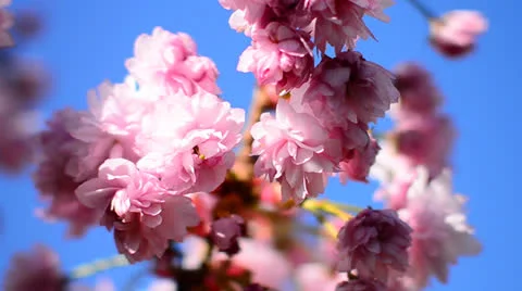 Pink cherry spring blossoms Stock Footage 22986933