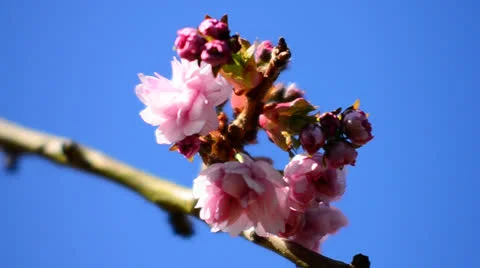 Pink cherry spring blossoms Stock Footage 23713969