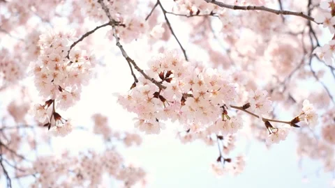 Pink cherry tree against the sky close-up, natural background. Stock Footage 176087757
