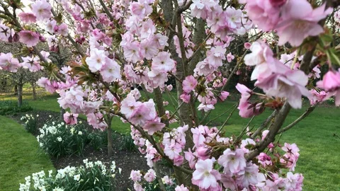 Pink cherry tree in bloom - crane move Stock Footage 128002141