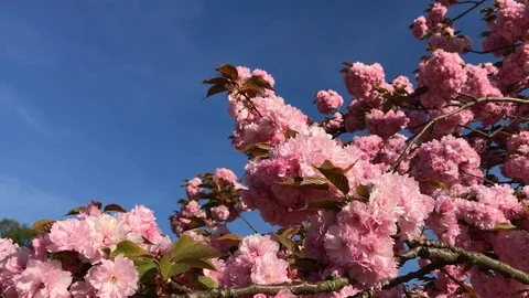 Pink cherry tree blooming in spring Video stock 120021335