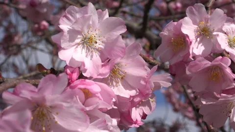 Pink Cherry tree blossom background abstract colour springtime UK 4K Video stock 151189531