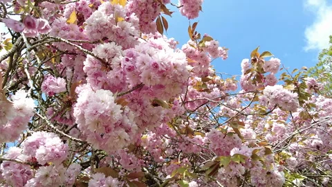 Pink Cherry tree blossom close up 43 Stock Footage 191973286
