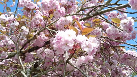Pink cherry tree blossom in spring close up 40 Stock Footage 192810998