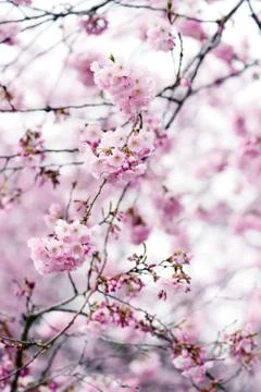 Pink cherry tree blossom in  springtime Stock Photos