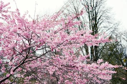 Pink cherry tree blossom in  springtime Stock Photos