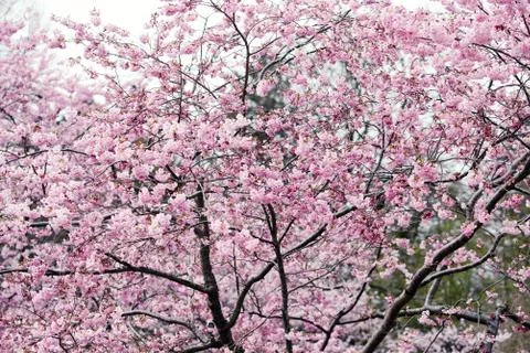 Pink cherry tree blossom in  springtime Stock Photos