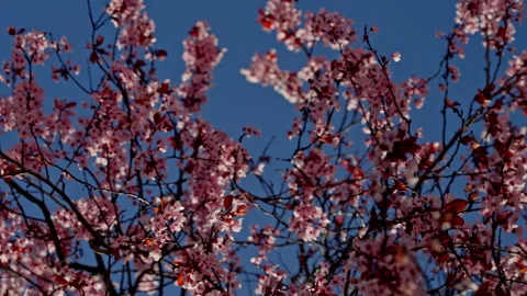 Pink cherry tree blossoms creating spring bloom Stock Footage 335382114