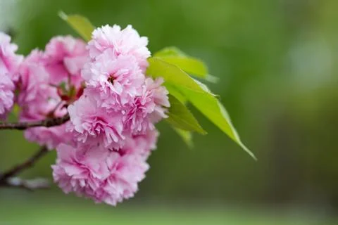 Pink cherry tree blossoms Stock Photos