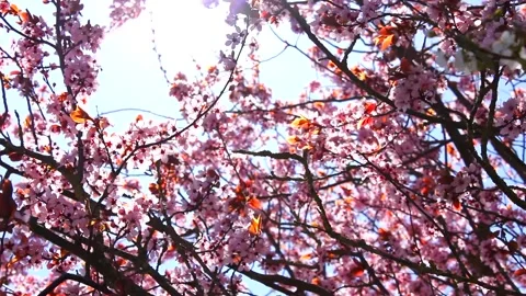 Pink cherry tree blossoms - wind moves branches - spring background - loop Stock Footage 152932687