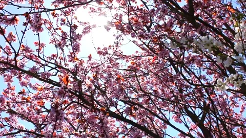 Pink cherry tree blossoms - wind moves branches - spring background - loop Stock Footage 152932689