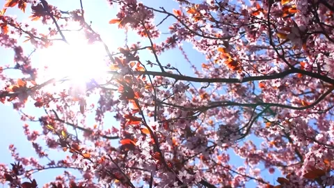 Pink cherry tree blossoms - wind moves branches - spring background - loop Stock Footage 152940534